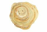 Clearance: Polished Aragonite Stalactite Slices & Sections - Pieces #288587-3